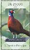 Common Pheasant Phasianus colchicus  2014 Pheasants Sheet