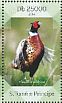 Common Pheasant Phasianus colchicus  2014 Pheasants Sheet