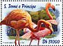 American Flamingo Phoenicopterus ruber