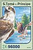 Western Osprey Pandion haliaetus  2016 Birds of prey  MS