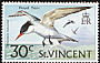 Royal Tern Thalasseus maximus  1974 Birds 