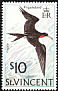 Magnificent Frigatebird Fregata magnificens  1974 Birds 