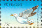 Ring-billed Gull Larus delawarensis