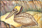 Brown Pelican Pelecanus occidentalis  1995 Birds Sheet