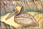 Brown Pelican Pelecanus occidentalis