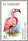 American Flamingo Phoenicopterus ruber