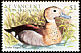 Ringed Teal Callonetta leucophrys  1997 Birds of the sea 