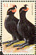 Crested Auklet Aethia cristatella  1997 Birds of the sea Sheet