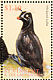 Whiskered Auklet Aethia pygmaea  1997 Birds of the sea Sheet