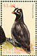 Whiskered Auklet Aethia pygmaea