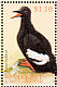 Pigeon Guillemot Cepphus columba