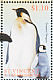 Emperor Penguin Aptenodytes forsteri