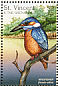 Common Kingfisher Alcedo atthis