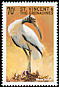 Wood Stork Mycteria americana  1998 Birds of the world 
