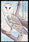 Western Barn Owl Tyto alba