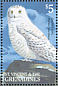 Snowy Owl Bubo scandiacus