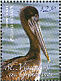 Brown Pelican Pelecanus occidentalis  2009 Seabirds Sheet