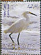 Snowy Egret Egretta thula