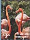 American Flamingo Phoenicopterus ruber  2015 Flamingos II Sheet