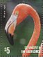 American Flamingo Phoenicopterus ruber