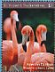American Flamingo Phoenicopterus ruber  2017 Flamingos Sheet