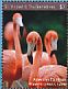 American Flamingo Phoenicopterus ruber