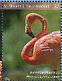 American Flamingo Phoenicopterus ruber