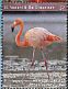 American Flamingo Phoenicopterus ruber  2017 Flamingos Sheet