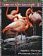 American Flamingo Phoenicopterus ruber