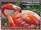 American Flamingo Phoenicopterus ruber