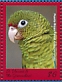 Puerto Rican Amazon Amazona vittata  2018 Caribbean parrots Sheets