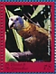 St. Vincent Amazon Amazona guildingii  2018 Caribbean parrots Sheets