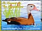 Black-bellied Whistling Duck Dendrocygna autumnalis