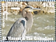 Great Blue Heron Ardea herodias