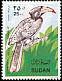 African Pied Hornbill Lophoceros fasciatus  1990 Birds 