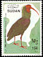 Northern Bald Ibis Geronticus eremita  1990 Birds 