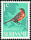 Red-breasted Blackbird Leistes militaris  1966 Birds 