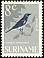 White-bellied Tanager Tangara brasiliensis  1966 Birds 