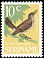 Pale-breasted Thrush Turdus leucomelas  1966 Birds 