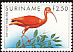 Scarlet Ibis Eudocimus ruber  1985 Birds 