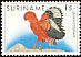 Guianan Cock-of-the-rock Rupicola rupicola  1986 Birds 