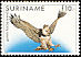 Harpy Eagle Harpia harpyja  1986 Birds 