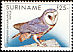 American Barn Owl Tyto furcata  1993 Birds 