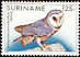 American Barn Owl Tyto furcata