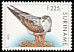 Bicolored Hawk Accipiter bicolor  1998 Birds 