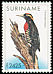 Yellow-tufted Woodpecker Melanerpes cruentatus  1998 Birds 