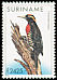 Yellow-tufted Woodpecker Melanerpes cruentatus