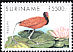 Wattled Jacana Jacana jacana  1999 Birds 