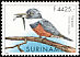 Ringed Kingfisher Megaceryle torquata  2000 Birds 
