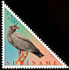 Slender-billed Kite Helicolestes hamatus  2001 Birds 